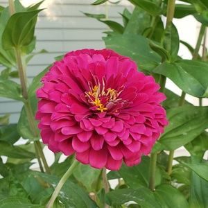 Meet your Posher, Maya